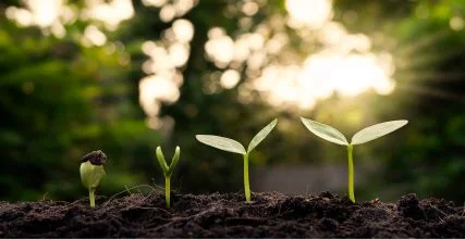 nature-sustainability